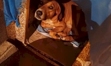 Baririenses se revoltam após furto de casinha de cachorro que abrigava animais em situação de rua e cobram segurança pública nos altos da cidade