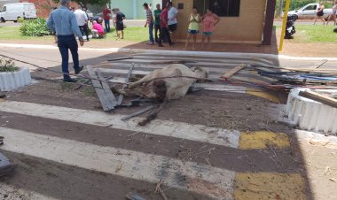 Caminhão boiadeiro colide no canteiro central de Arealva