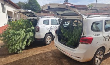 Plantação de maconha de grande porte é descoberta em Itapuí