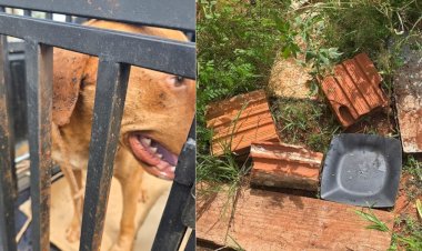 PM Ambiental de Pederneiras resgata cão em situação de maus-tratos