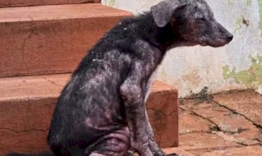 Mulher é presa por maus-tratos contra quatro cães em Pederneiras