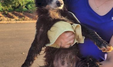 Moradora do Santo André II é intimada por maus-tratos após morte de cão em situação insalubre; Meio Ambiente diz que multas podem chegar a R$ 20 mil