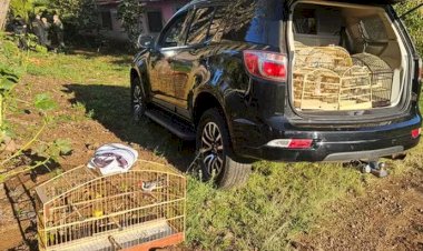 Operação Free Bird: Mais de 70 aves silvestres são resgatadas de cativeiro pela Polícia Federal em Dois Córregos