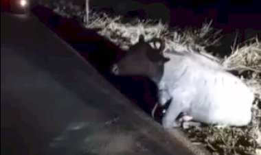 Búfala é atropelada em estrada rural de Jaú