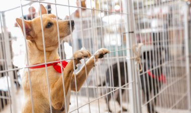 CSU recebe Feira de adoção de animais em 06 de julho