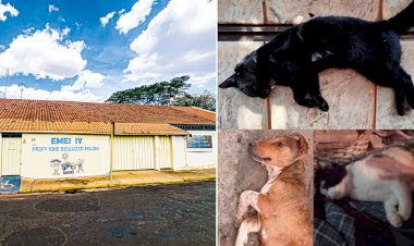 Bariri: semana é marcada por ameaça de bomba em escola e mais mortes de animais por envenenamento