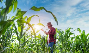 Setor sucroenergético lidera ranking 2025 de exportações em Bariri, aponta levantamento do Ministério do Desenvolvimento, Indústria, Comércio e Serviços