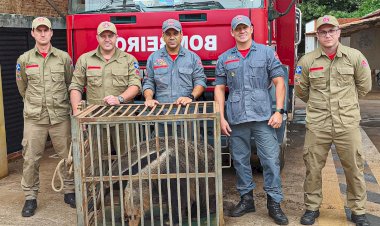 Corpo de Bombeiros de Bariri resgata dois tamanduás em semana atípica; Sargento Adalberto explica os cuidados no trato com animais silvestres