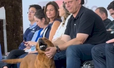 Tarcísio sanciona lei que autoriza sepultamento de cães e gatos em jazigos da família em SP