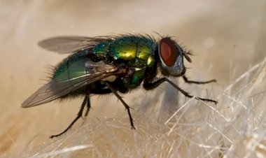 Infestação de moscas: Meio Ambiente inspecionou granja, usina, confinamento de gado e outas empresas de Bariri para averiguar possíveis focos
