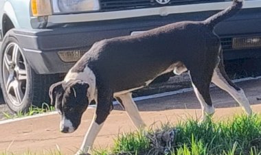 Vítima mordida por cão de rua em praça pública cobra providências da administração; mesmo animal já atacou outras pessoas em Bariri