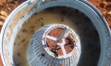 Armadilhas “papa-moscas” mostram eficiência no combate da praga, mas sofrem vandalismo de moradores em Bariri