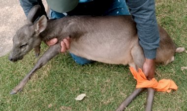 Veado invade clube e mobiliza resgate em Pederneiras