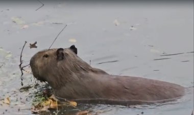 Filó e Clodovil: Casal de capivaras é “adotado” pela população vira atração no Lago Municipal de Bariri