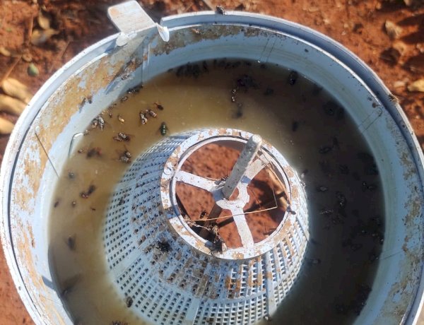 Armadilhas “papa-moscas” mostram eficiência no combate da praga, mas sofrem vandalismo de moradores em Bariri