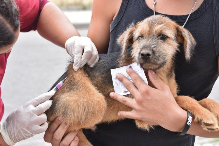 Focinho Carente, André Cabeleireiro, Vigilância Epidemiológica e veterinários voluntários se unem para ação contra a raiva animal em Bariri
