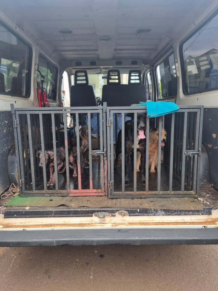 Tutor de quatro cães em situação de maus-tratos é autuado em R$ 12 mil e preso em Pederneiras