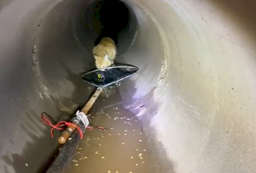 Gato preso por 48 horas em bueiro mobiliza Corpo de Bombeiros, Saemba, Infraestrutura, Focinho Carente e voluntários