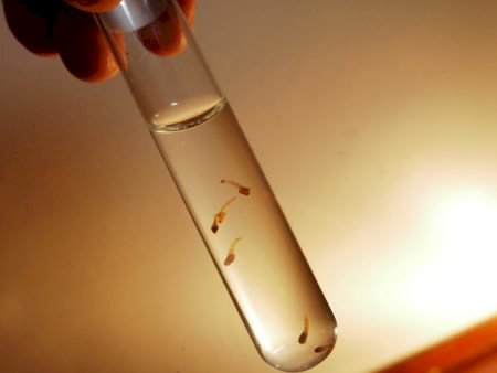 Índice de Breteau indica queda no número de mosquitos da dengue em fase de desenvolvimento em Bariri