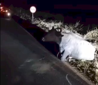 Búfala é atropelada em estrada rural de Jaú