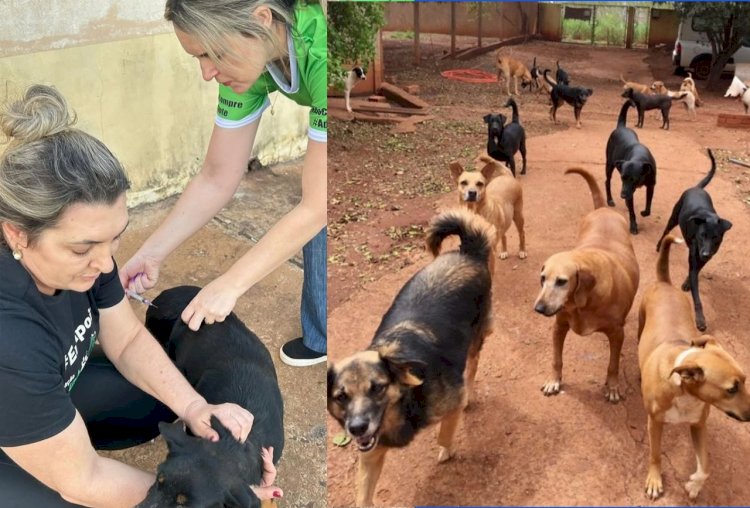 Focinho Carente emite novo pronunciamento e alega que tomou medidas emergenciais para conter epidemia de cinomose em 2024