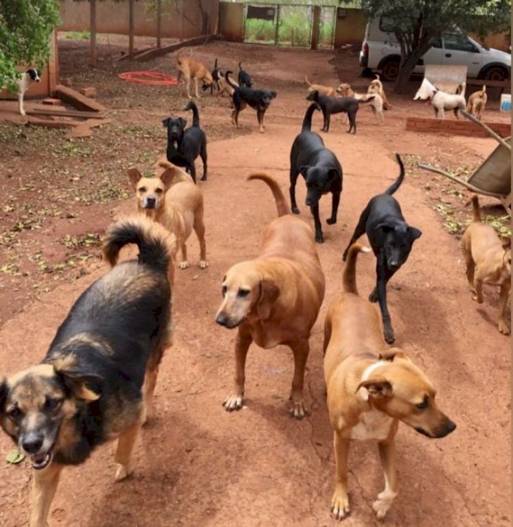 Focinho Carente diz que repasse mensal de R$ 8,5 mil é insuficiente e pede ajuda ao MP para negociar reajuste com Prefeitura de Bariri; dívida atual da entidade com clínicas veterinárias ultrapassa R$ 40 mil