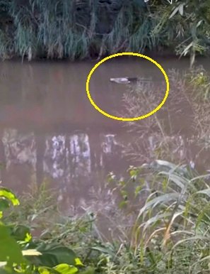 Homem confundido com boneco é salvo por bombeiros após surgir boiando no Rio Jaú