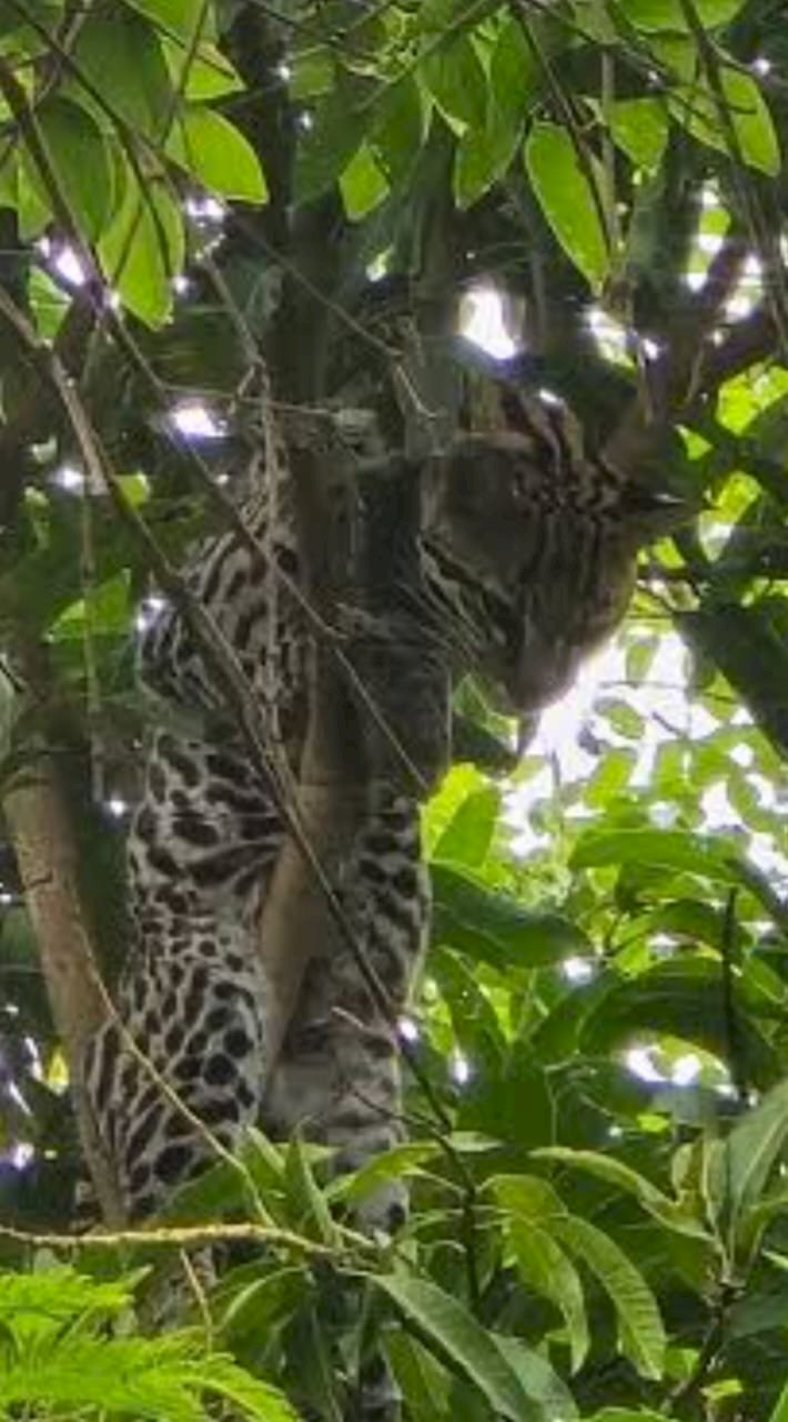 Jaguatirica avistada em área verde de Bariri mobiliza equipes do Corpo de Bombeiros e PM Ambiental