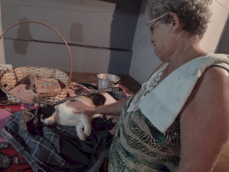 Envenenamento por chumbinho mata 15 animais em Bariri e Focinho Carente faz alerta