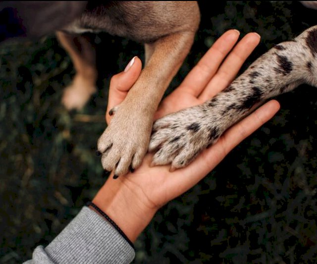 Comissão Fiscalizadora de Proteção Animal julga seis casos de maus-tratos em Bariri; multas aos ex-tutores podem chegar até R$ 20 mil