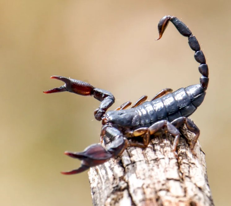 Bariri registra mais de 170 acidentes com escorpiões em 2025, informa Vigilância Epidemiológica