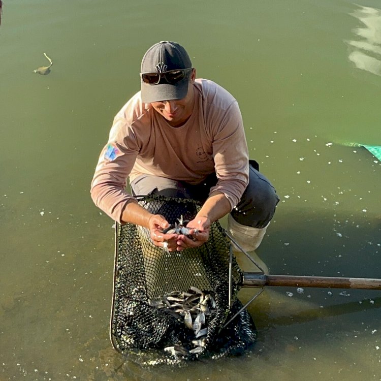 Auren Energia realiza soltura de 30 mil peixes nativos na região de Macatuba