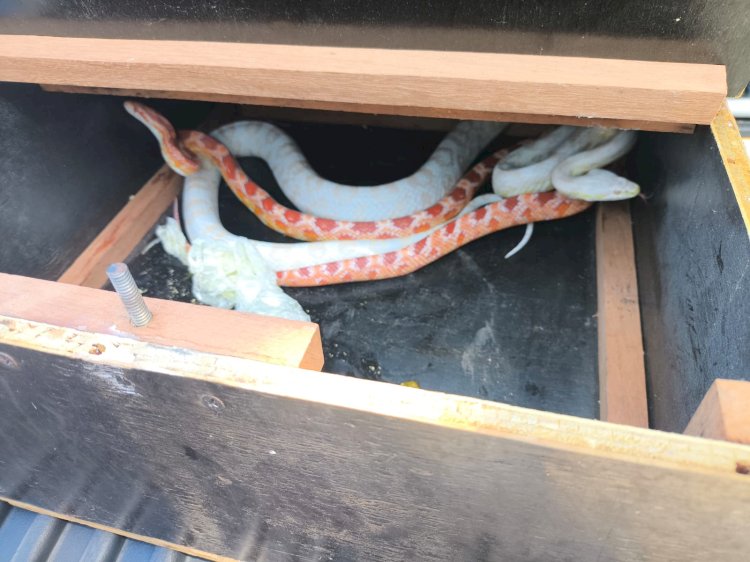 Cobras exóticas enviadas via Correios são resgatadas em Bauru