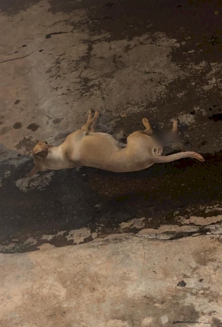 Focinho Carente rebate acusações sobre caso de cão atropelado no Maria Luiza 3 e aciona jurídico contra “calúnia e difamação”