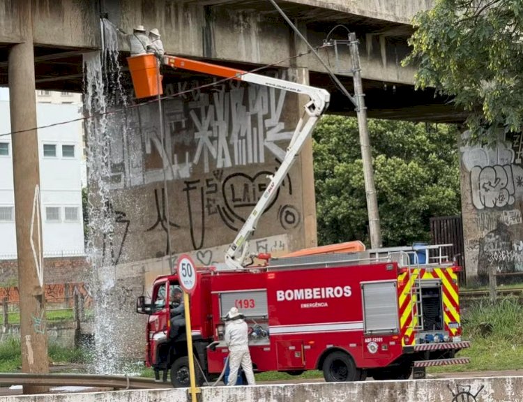 Avó e netos são atacados por abelhas em Bauru