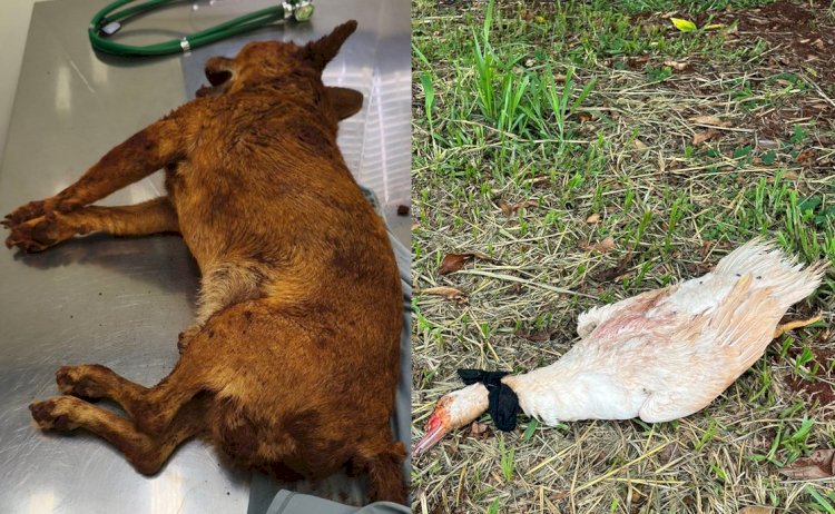 Cão enterrado vivo em Jaú e pato estrangulado no Lago de Bariri: casos de violência animal chocam a região