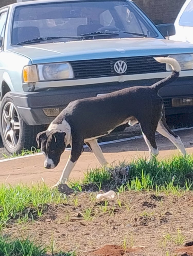 Vítima mordida por cão de rua em praça pública cobra providências da administração; mesmo animal já atacou outras pessoas em Bariri