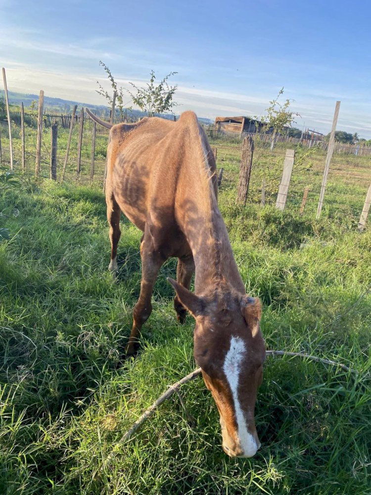 Focinho Carente intervém e denuncia maus-tratos de cavalo; ONG Arca da Fé tem convênio com a Eixo para translado de animais resgatados, diz Roni Romão