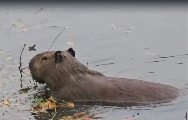 Filó e Clodovil: Casal de capivaras é “adotado” pela população vira atração no Lago Municipal de Bariri